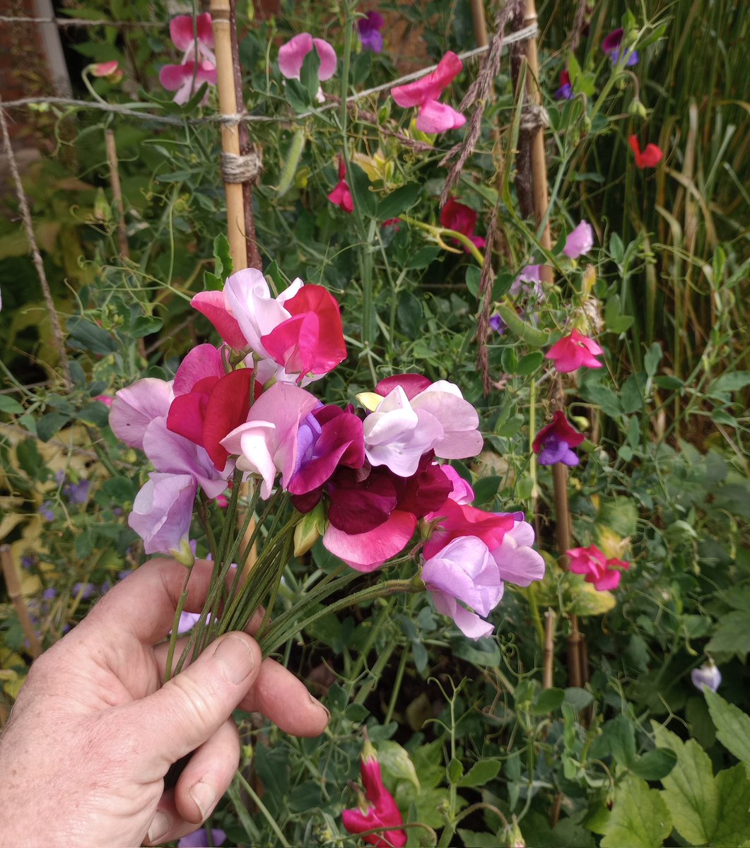 EoinLaneWriter's tweet photo. The sweet pea were slow to get going this year, but the colours and scent are still great.

#mygarden #gardening #gardener https://t.co/HBXjcaUf5Z