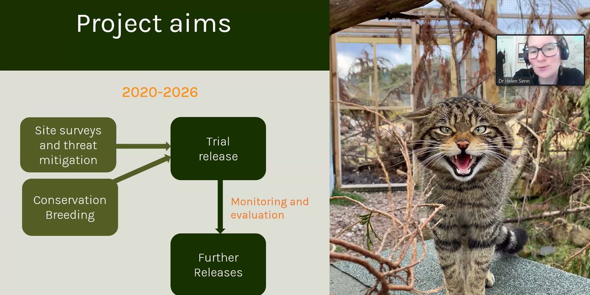 MattLarsenDaw's tweet photo. Great to hear insights on the work to bring #wildcats back from the brink in Scotland from Dr Helen Senn from @SaveOurWildcats on today's free @Mammal_Society webinar.
Watch out for the recording next week if you couldn't join live.
#Conservation #Scotland #Wildcat #FelineGood https://t.co/5Qv4UEHSP7