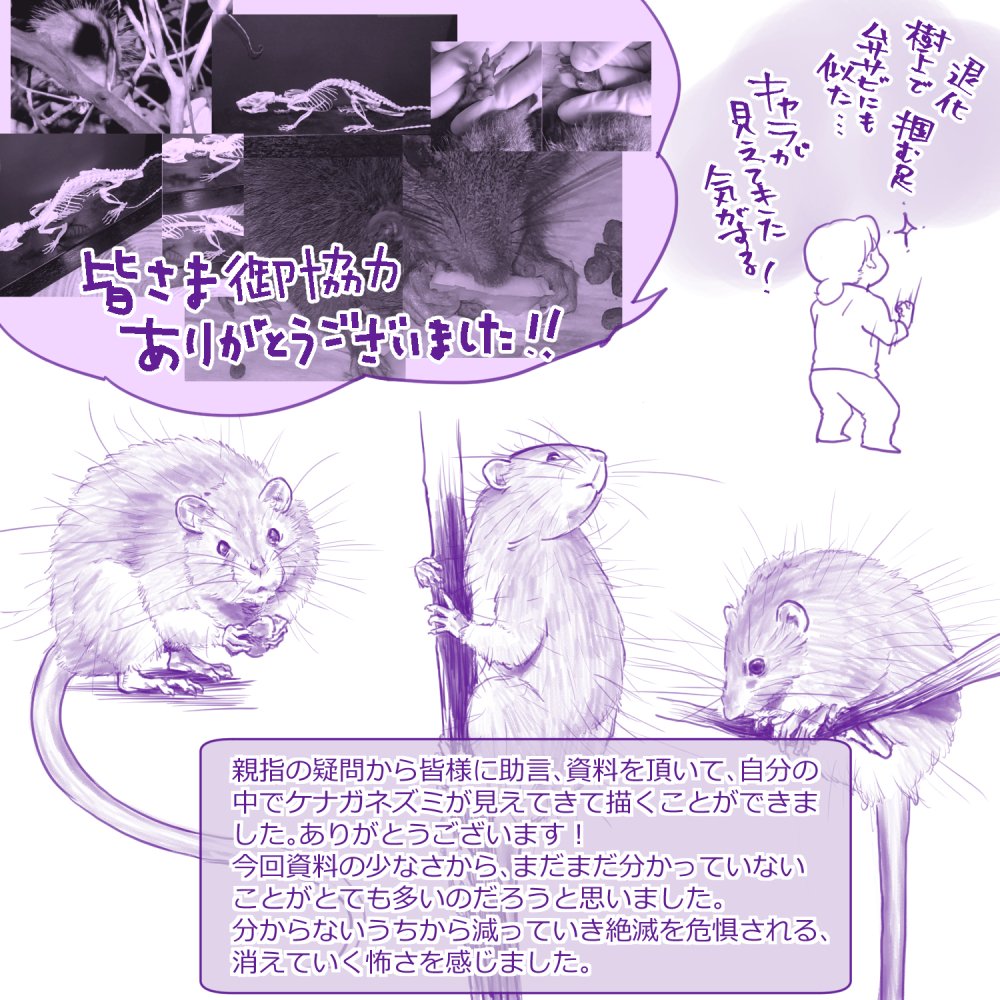 自分があまりよく知らない生き物を描くのは難しいよね、という数年前描いたケナガネズミが出てきたので。 (今ちょうど、昆虫を描く機会に恵まれたものの苦戦しています💦)