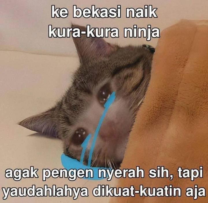 piaaa tweet media