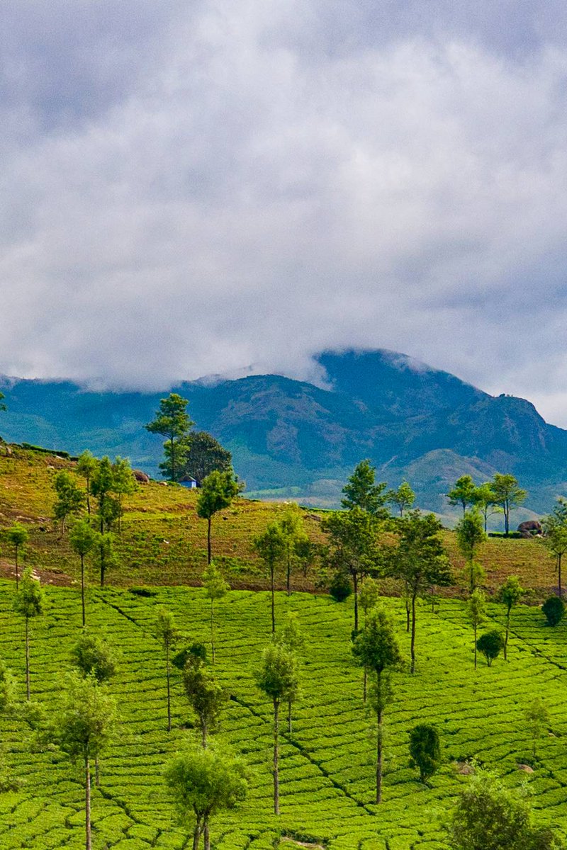 TourMyIndiaa's tweet image. From cascading waterfalls to endless tea gardens, Munnar paints a picture you won't forget. 🎨🖼️  Read more @ tinyurl.com/228mujpy 

#MunnarDiaries #ExploreKerala #Kerala #Munnar #MunnarHillStation #Explore #KeralaTourism #Travel #Tourism #Destination
