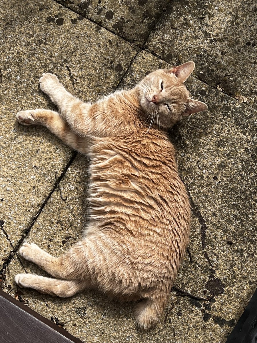 This is chunk, say hello to chunk. Chunk likes food and cuddles.