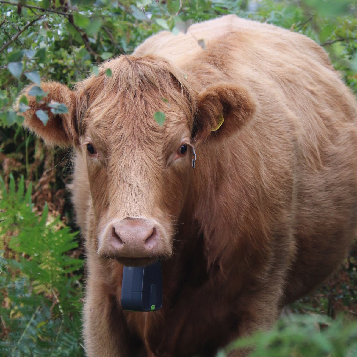 Farmers and conservationists looking to improve  grazing management of livestock in woodlands can learn how virtual fencing can support silvopasture systems by visiting Nofence on Stand J at the Agroforestry Show, Sept 6-7 in Swindon. <a href="/Nofence_AS/">Nofence</a> abccomms.co.uk/visit-nofence-…