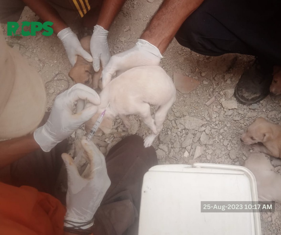 RCPSindh's tweet photo. Day 444 ~ ✅ Catch ✅ Vaccinate ✅ Collar ✅ Mark ✅ Record

 📍 Shireen Jinnah Colony Clifton, District South Karachi.
📍 Main Road Ayub Goth, District East, Karachi.
📍 Liaqatabad FC area Gol market Jamia Masjid Ibrahim near Al Karam Square, District Central, Karachi. https://t.co/CRRs9ooB8x