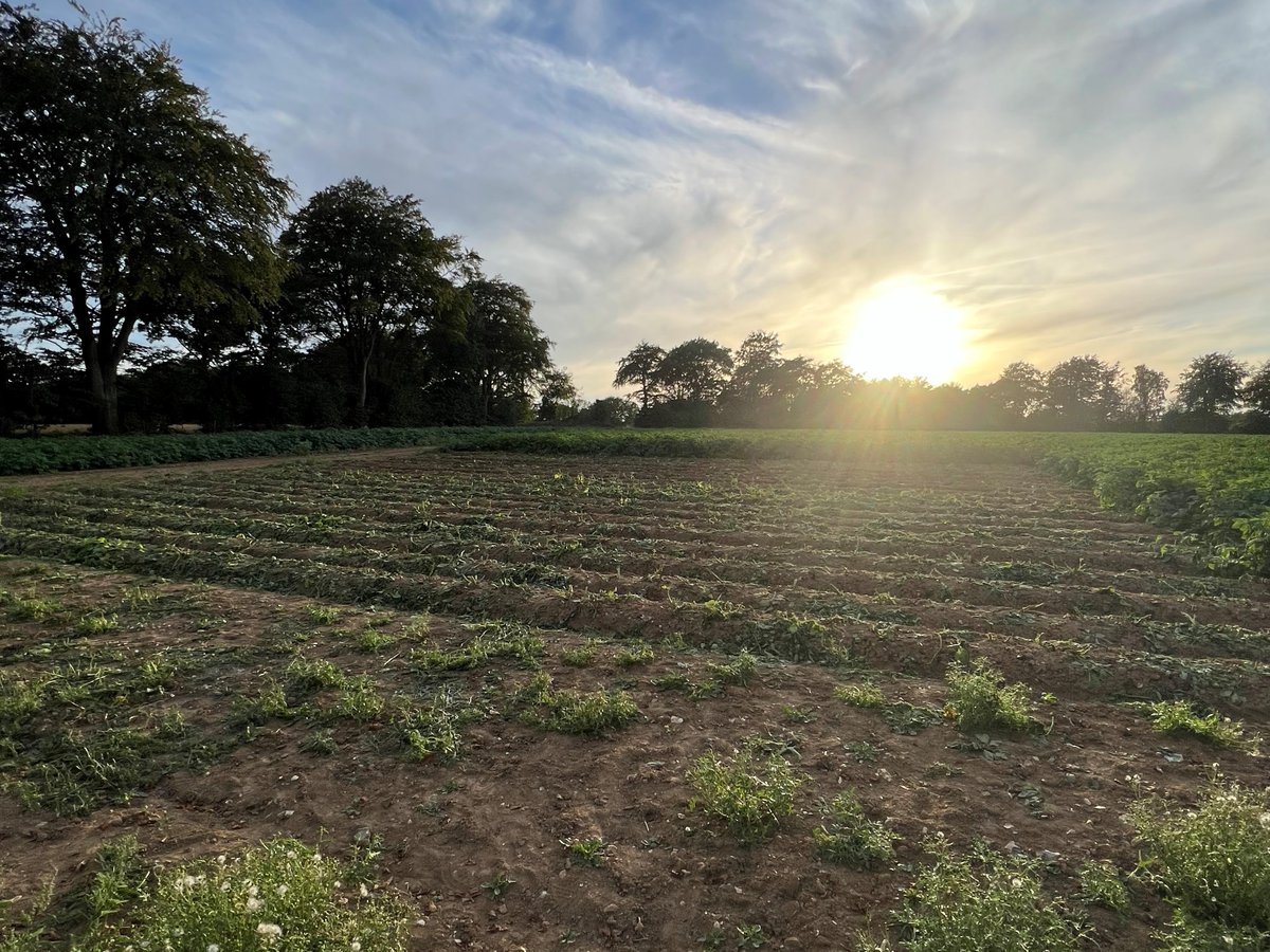 Does your potato field look a bit too green this season, wold you like to have less topping to do and a GUARNATEED no regrow rate? Call 1-800-HAULM-GONE and our professional team will clean up your field in a jiffy!