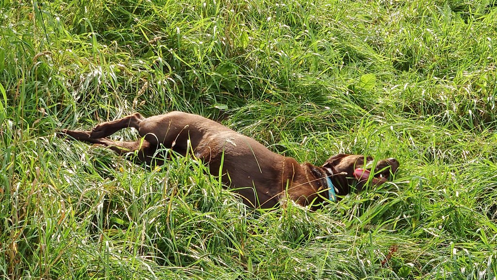 CollieJake's tweet image. Sometimes you just HAVE to woogle in the long grass after a ball chase 😁 (then spend 10 minutes trying to remember where you dropped the ball 😂) @DooferDog