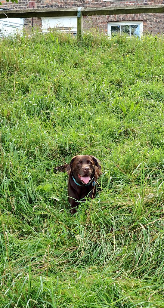 CollieJake's tweet image. Sometimes you just HAVE to woogle in the long grass after a ball chase 😁 (then spend 10 minutes trying to remember where you dropped the ball 😂) @DooferDog