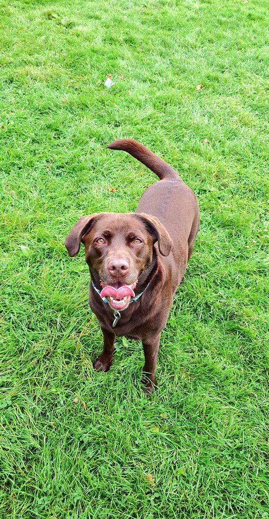 CollieJake's tweet image. Sometimes you just HAVE to woogle in the long grass after a ball chase 😁 (then spend 10 minutes trying to remember where you dropped the ball 😂) @DooferDog
