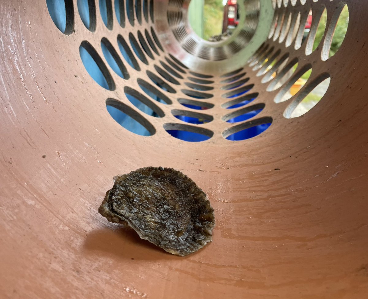 The last #nativeoyster through the grader for today. This is prep for the upcoming movement for the #restorationforth project bring #oysters back to the #firthofforth for the first time almost 100 years