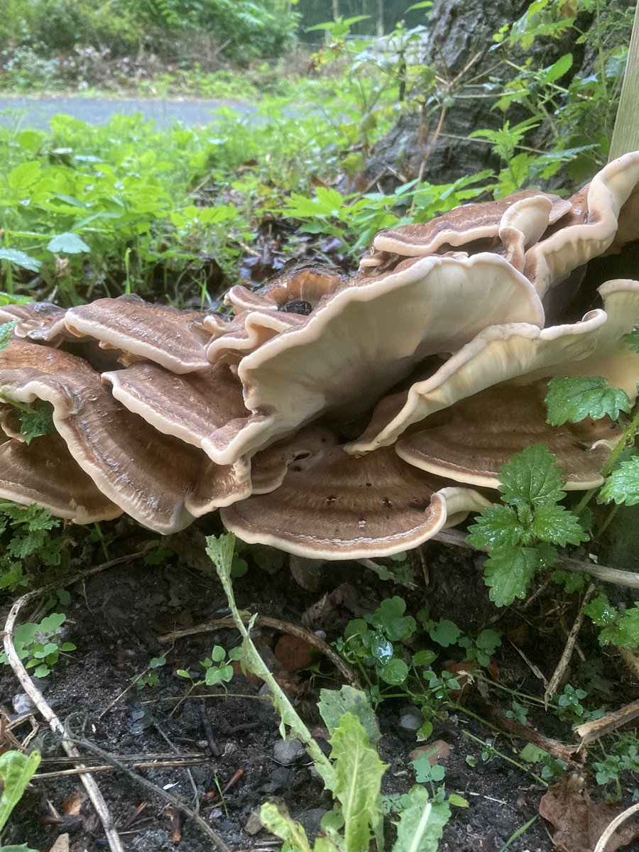 Vorige week deze beginfase van de reuzenzwam op de foto gezet en nu een week later een kleine metamorfose. Het verwonderen blijft. #staelduinsebos <a href="/ZHLandschap/">Zuid-Hollands Landschap</a> <a href="/NedMycVer/">NMV-Mycologen</a> <a href="/Bezoek_westland/">Bezoek Westland</a>