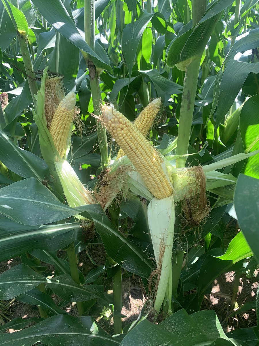 Channel 216-82 showing it has what it takes to work on drought prone, low CEC and OM soils. Planted into some of the driest conditions ever seen. Followed by heat and drought. Loving this product everywhere I see it. #channelseed #bestinclass #bayertraits