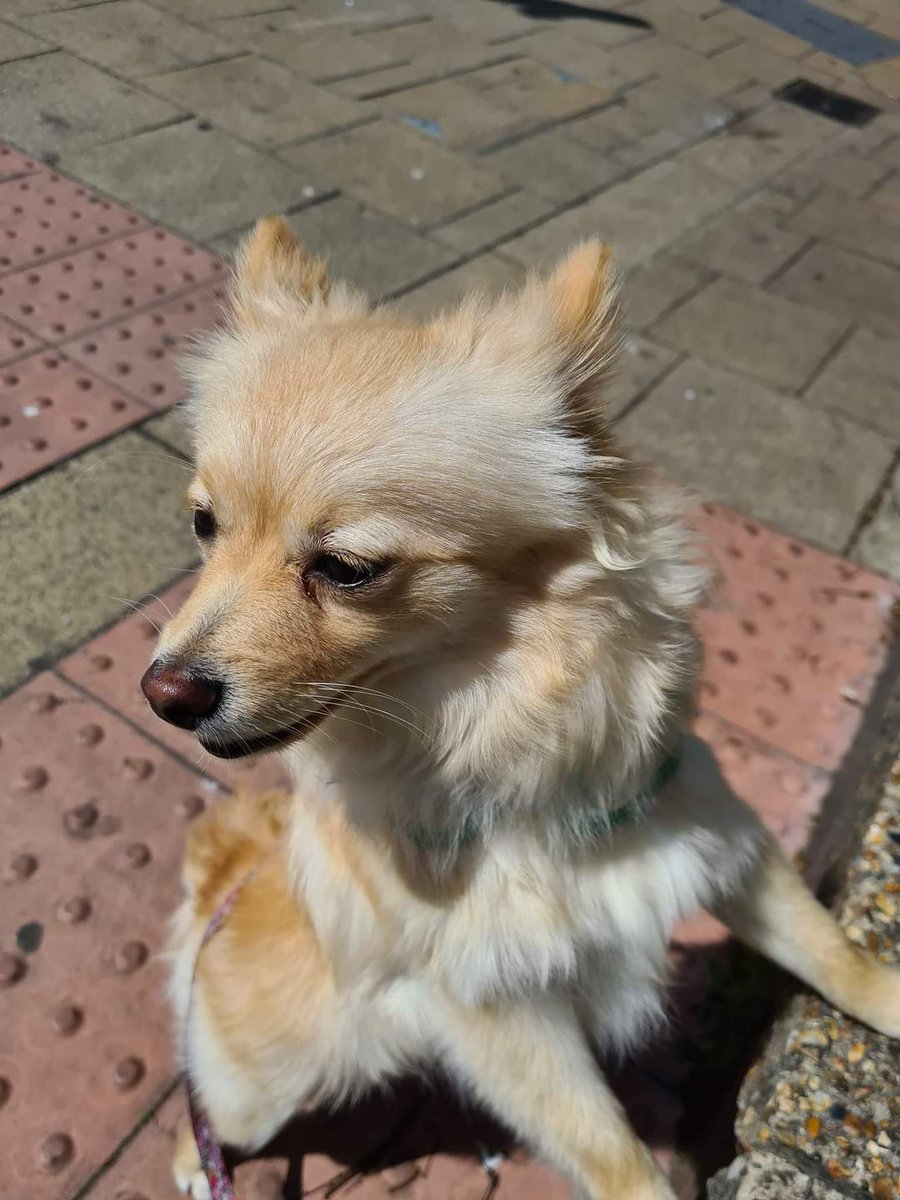 MissingPetsGB's tweet image. 🐕 FAE #missing
She was staying with friend while owner away &amp;amp; was scared by a dog on the beach, 400 metres from end of the promenade in Overstrand towards #Cromer #Norfolk #NR27 at 2pm 24 August 2023
She has a microchip, &amp;amp; a rainbow harness &amp;amp; a pink tag doglost.co.uk/dog-blog.php?d…