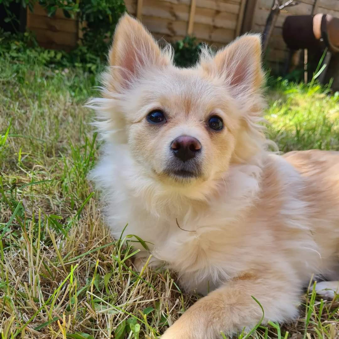 MissingPetsGB's tweet image. 🐕 FAE #missing
She was staying with friend while owner away &amp;amp; was scared by a dog on the beach, 400 metres from end of the promenade in Overstrand towards #Cromer #Norfolk #NR27 at 2pm 24 August 2023
She has a microchip, &amp;amp; a rainbow harness &amp;amp; a pink tag doglost.co.uk/dog-blog.php?d…