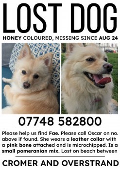 MissingPetsGB's tweet image. 🐕 FAE #missing
She was staying with friend while owner away &amp;amp; was scared by a dog on the beach, 400 metres from end of the promenade in Overstrand towards #Cromer #Norfolk #NR27 at 2pm 24 August 2023
She has a microchip, &amp;amp; a rainbow harness &amp;amp; a pink tag doglost.co.uk/dog-blog.php?d…