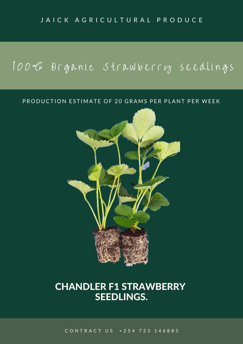 Bensonjaick's tweet photo. Grow and Eat Organic Strawberries. 
Enjoy The Real Strawberry Taste. 
#WeAreTasty
🌱🍓 https://t.co/HGOOxFKKtl