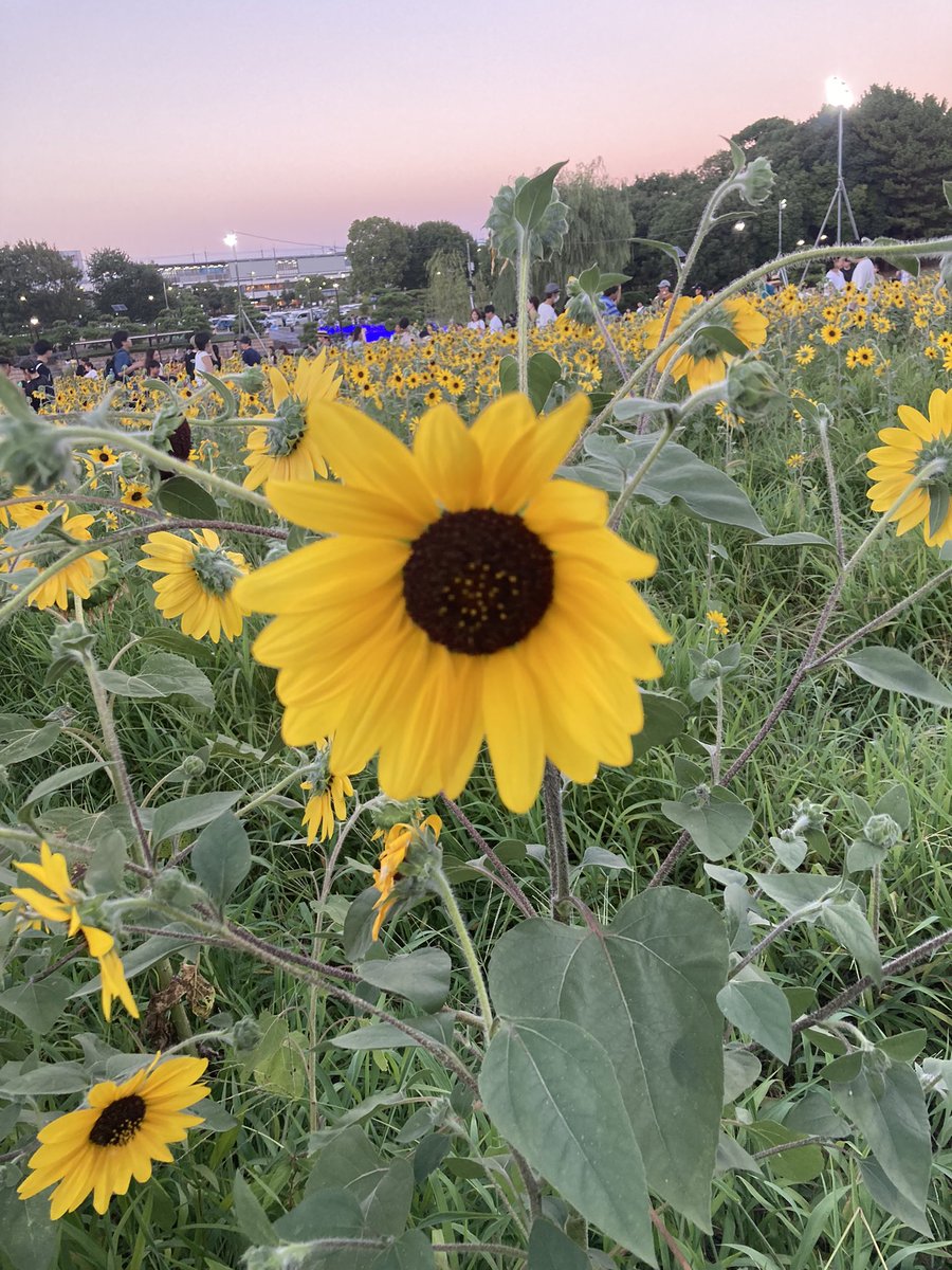 urutoradoM's tweet image. 夏ももう終わりやなあ〜