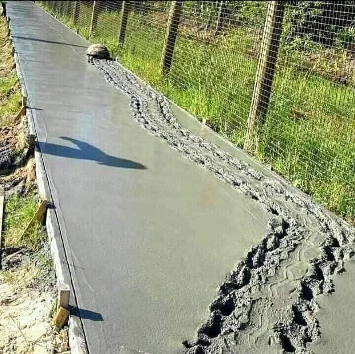 EnsedeCiencia's tweet photo. No importa lo lento que vayas, lo importante es dejar huella🐢🥴 https://t.co/vjEzUrRRHM