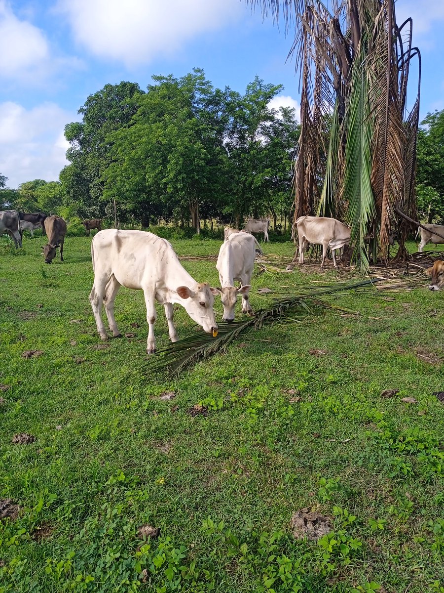 MGGR66's tweet photo. #25agosto ¡Feliz viernes! 🌞
Las críticas no pagan deudas, el trabajo duro si...🤑
#becerras #RazaCarora 🤍🩷🐮 https://t.co/1MvfKlplP4