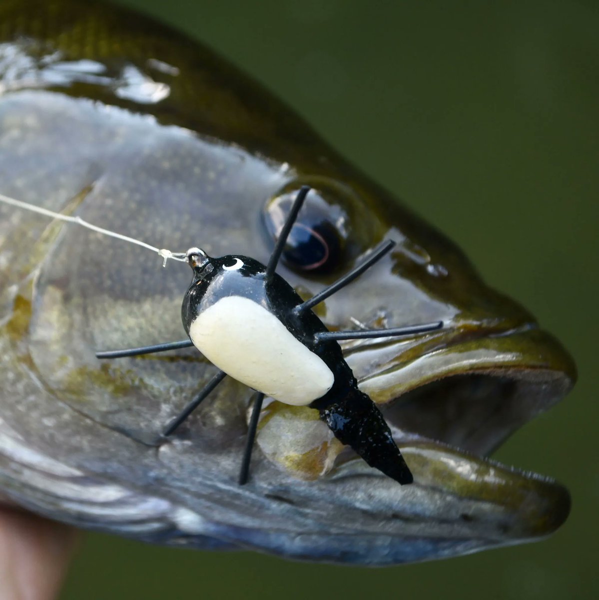 Articulate_Fly's tweet photo. SW Virginia Fishing Report with Matt Reilly of Matt Reilly Fly Fishing 
#flyfishing #flyfishva #bassonthefly #smalliesonthefly #vatrout #vasmallmouth #muskyonthefly #thearticulatefly #blueridgeoutdoors #RRC_Rods #repyourwater #fishingreport https://t.co/Wej0W3QCWo https://t.co/sjJcS3AV9e