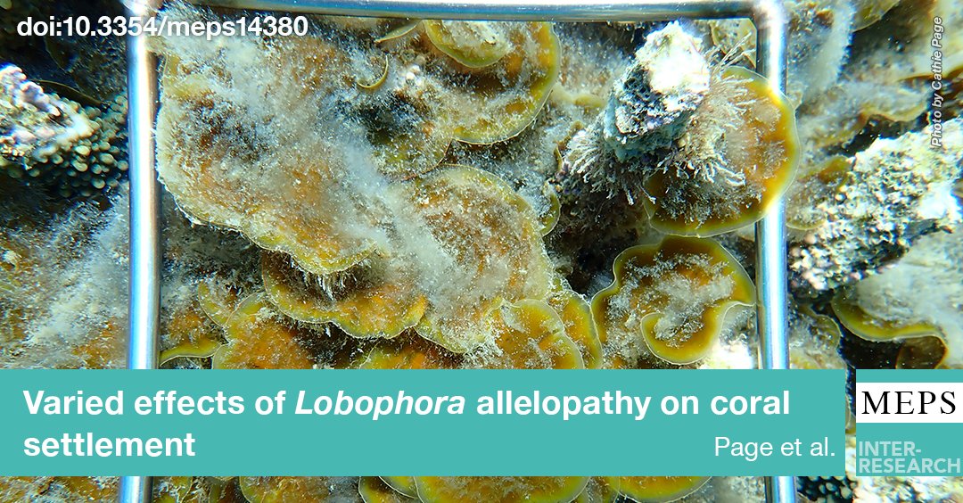 MEPS_IR's tweet photo. #Allelopathic effect of a Lobophora sp., a #BrownMacroalga, was tested on the settlement of 9 coral species from 5 different genera (Acropora, Coelastrea, Goniastrea, Montipora, &amp; Platygyra) using Lobophora-conditioned water and extracts. #CoralSettlement
https://t.co/7mPROcnI12 https://t.co/TffWp0W5v9