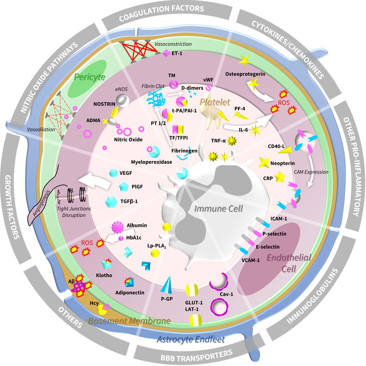 We know there is endothelial dysfunction in small vessel disease, but have you ever wondered what this actually means? Delighted to share our newly published review in collaboration with Joanna Wardlaw, @AxL_Montagne and @AudreyChagnot. mdpi.com/1422-0067/24/1…