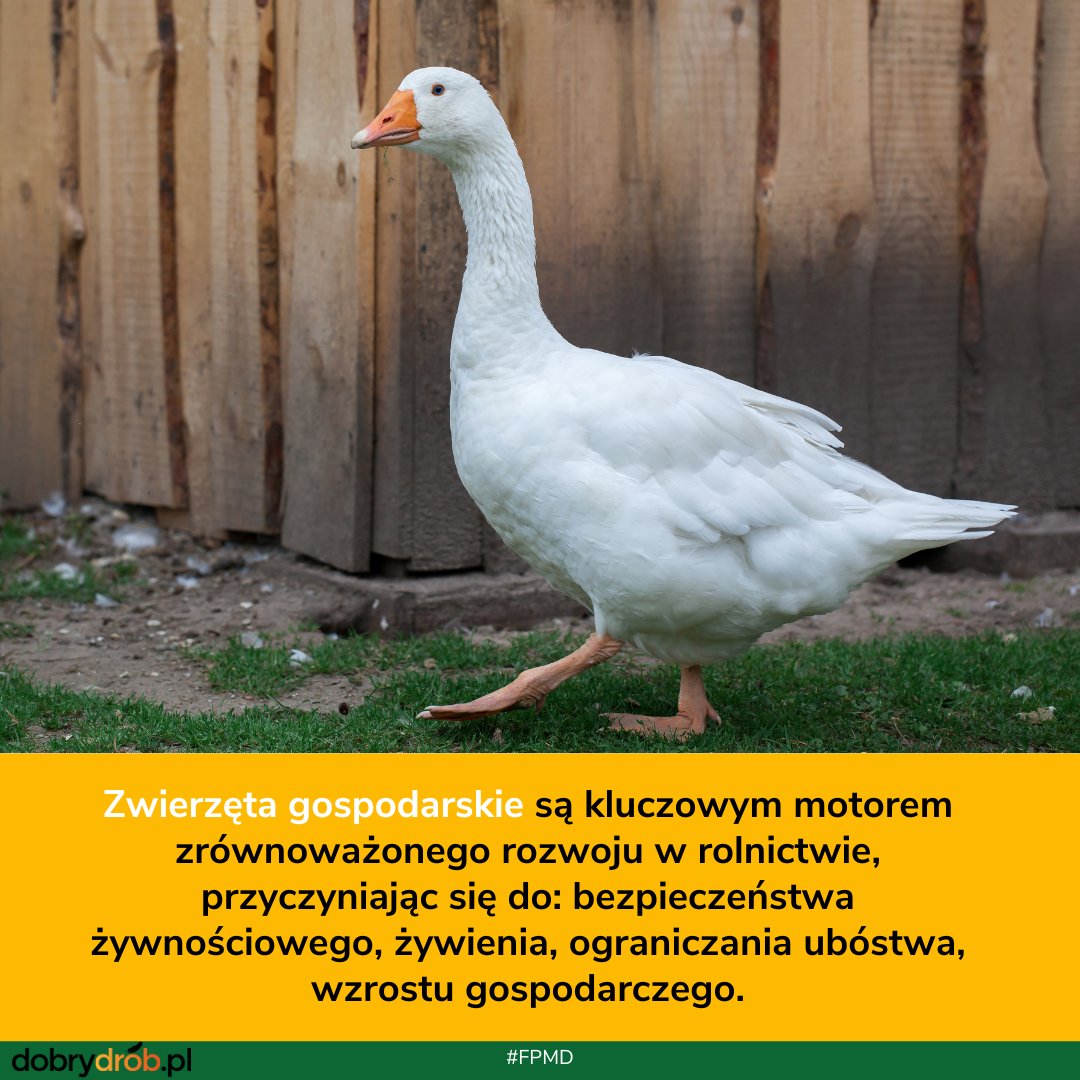 dobry_drob's tweet photo. Ważne jest dalsze rozwijanie się sektora. #rozwój #BezpieczeństwoŻywnościowe #FPMD @FAOLivestock https://t.co/CvGPASLN5z https://t.co/ul4XHqzbf2