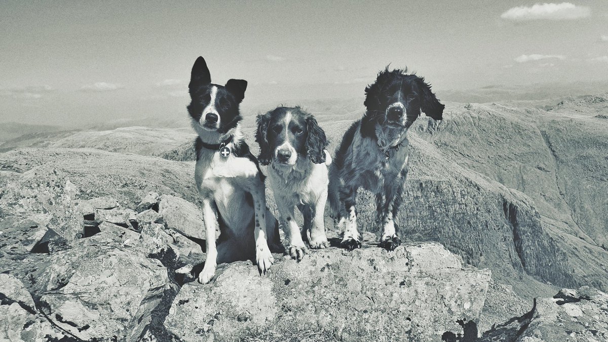 Mountain Rescue Search Dogs England tweet media