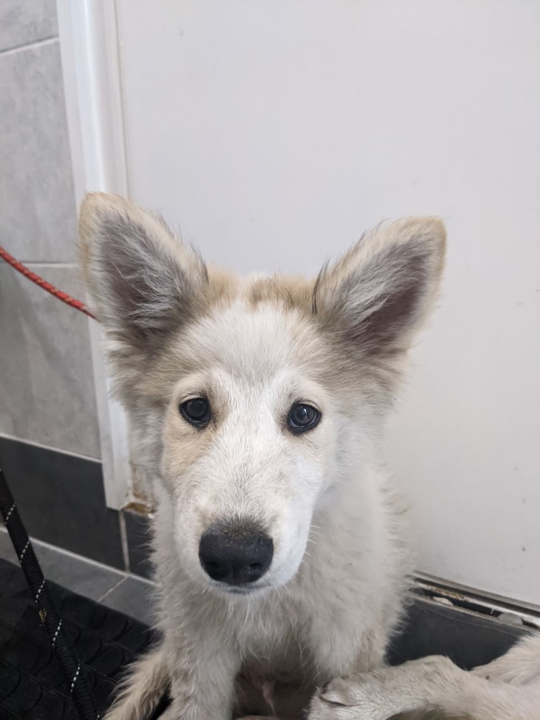 Please retweet to HELP FIND THE OWNER OR INFORMATION RE THESE 2 HUSKY CROSSES FOUND #DUNSTABLE #BEDFORDSHIRE #UK  Found 18 August, young 1 female 1 male. Now in a council pound for 7 days. They could be missing from another region. Please share widely 🌟DETAILS