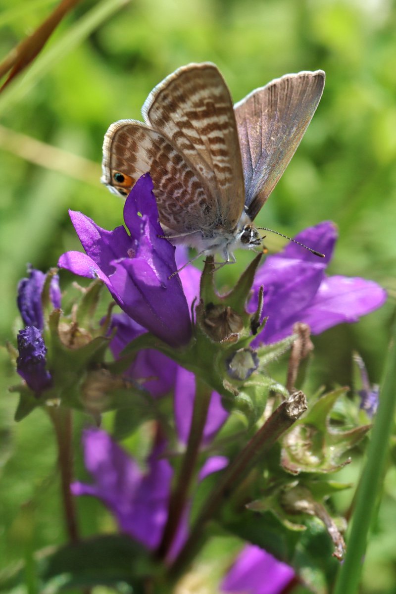 biffa69's tweet photo. @marktutton25 @ukhelenbennett An interesting thought. You might expect to see damage to the tails or eye spots after a long migration. The upper wing appeared in good condition too. https://t.co/hvJJbpr6jI
