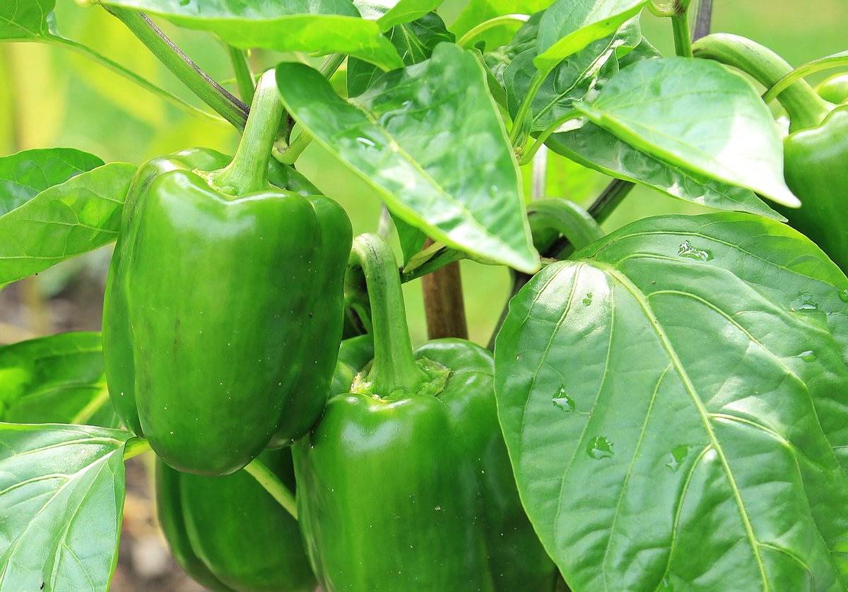 realdiethealthy's tweet photo. π« Bell peppers: a colorful blend of health benefits! Rich in vitamins A and C, these peppers support immune function and skin health. ππ« #BellPepperNutrition #ColorfulHealth #HealthyFood #HealthyEating https://t.co/hp5BAYh2qM