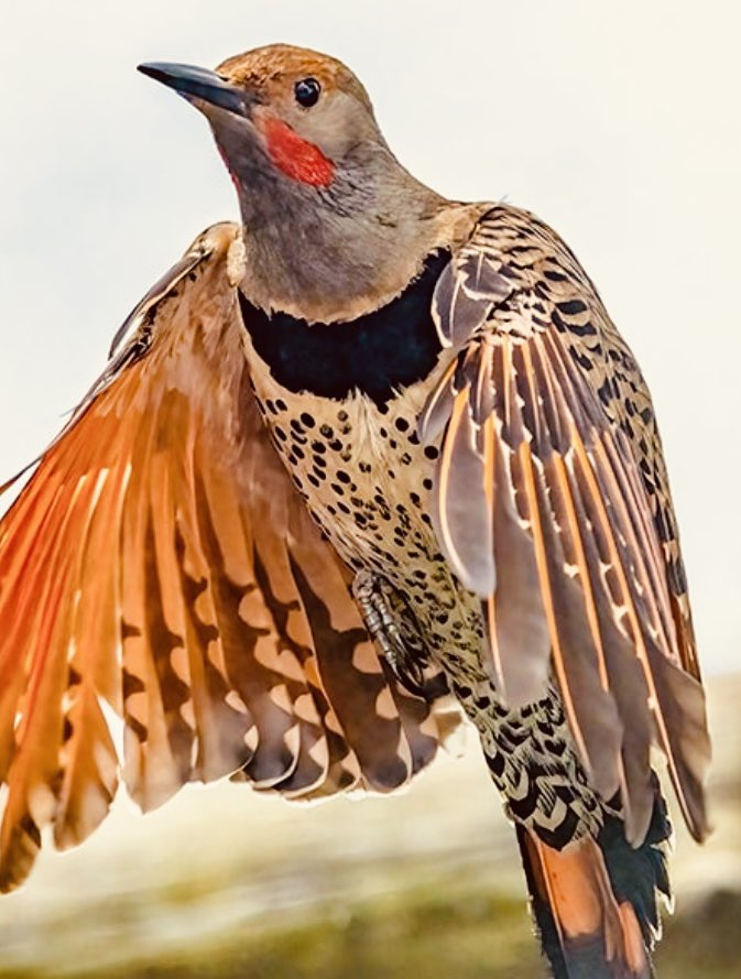 Ornithological Dopplegänging (@doppleganging) on Twitter photo Dopplegangers: The excellent <a href="/guardian/">The Guardian</a> interview with Wreckless Eric Goulden (Goulden being a variant of golden) brought to mind the Northern Flicker, Colaptes auratus, translating as “chiseller ornamented with gold”. The O-Dopp Krü would go the whole wide world to see them both. Dopplegangers: The excellent <a href="/guardian/">The Guardian</a> interview with Wreckless Eric Goulden (Goulden being a variant of golden) brought to mind the Northern Flicker, Colaptes auratus, translating as “chiseller ornamented with gold”. The O-Dopp Krü would go the whole wide world to see them both.