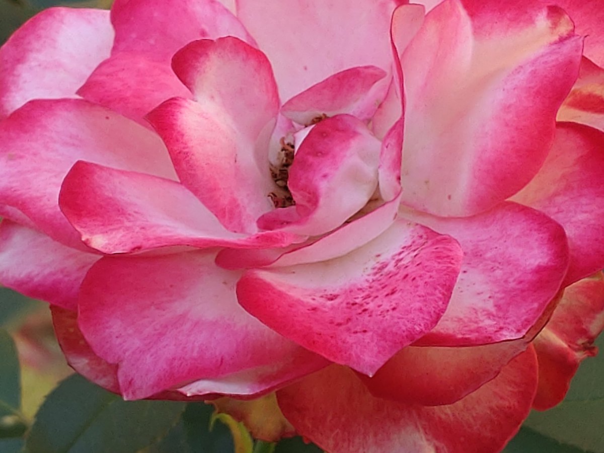 cheerssu's tweet photo. #RoseADay #Roses2023 #TGIF
#mehrPink
@StormHour @ThePhotoHour @Somewhe07814641 https://t.co/1clIiRSwBH