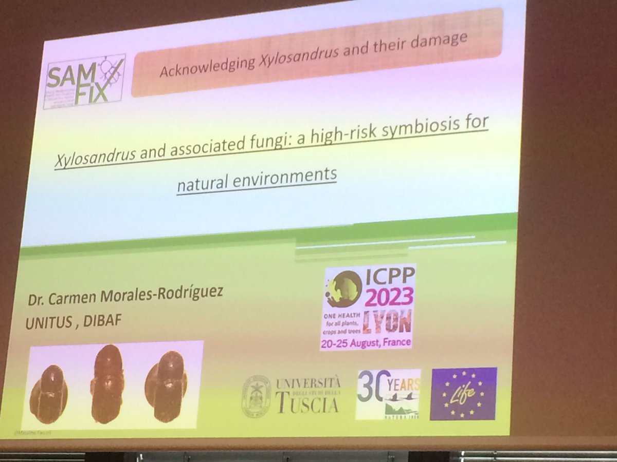 pascal_frey's tweet photo. #ICPP2023 Carmen Morales Rodriguez on the outbreak of #Xylosandrus spp. and associated #fungi in Spain
#SamFix project https://t.co/X5ZnYj8Eob