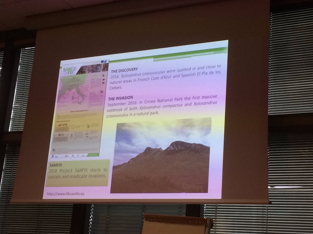 pascal_frey's tweet photo. #ICPP2023 Carmen Morales Rodriguez on the outbreak of #Xylosandrus spp. and associated #fungi in Spain
#SamFix project https://t.co/X5ZnYj8Eob