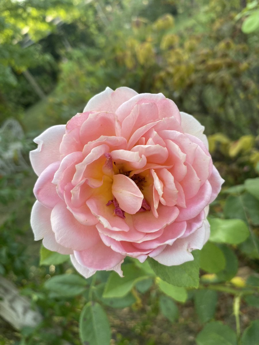 Have a lovely Friday ☀️