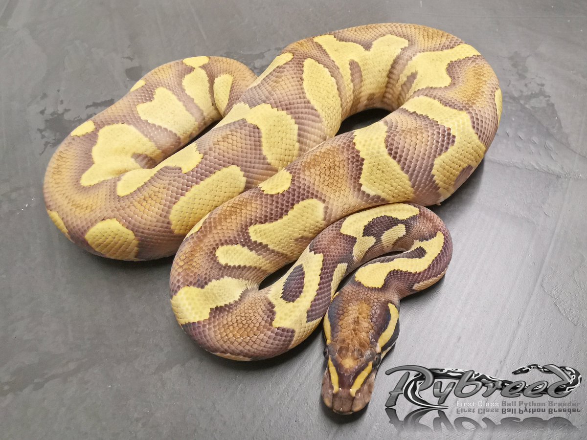 Pybreed1's tweet image. World first
Hypo Black Head Enchi Desert Ghost
#ballpython #ballpythons #pythonregius #snakes #snek #Snake #royalpython #königspython #desertghostballpython #reptilian #reptile #reptiles #schlange #animal #animals #animallover #AnimalCrossing #pets #球蟒 #볼파 #볼파이톤 #볼파이쏜