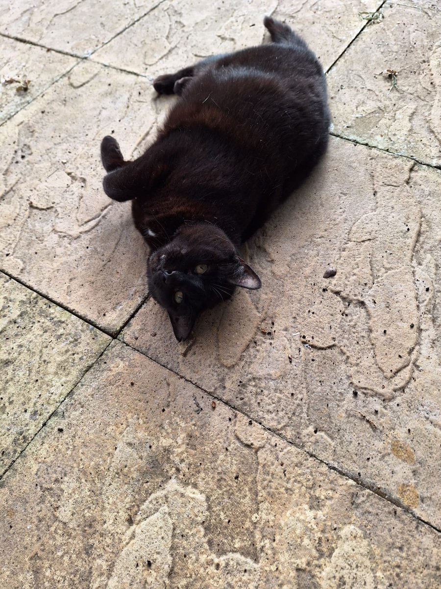 Glasgow you've been wonderful, however I must depart to go home to my cat. Look at her. She is magnificent. Thank you to all involved with organising @ECER_EERA it's been a blast 😁 #ECER2023