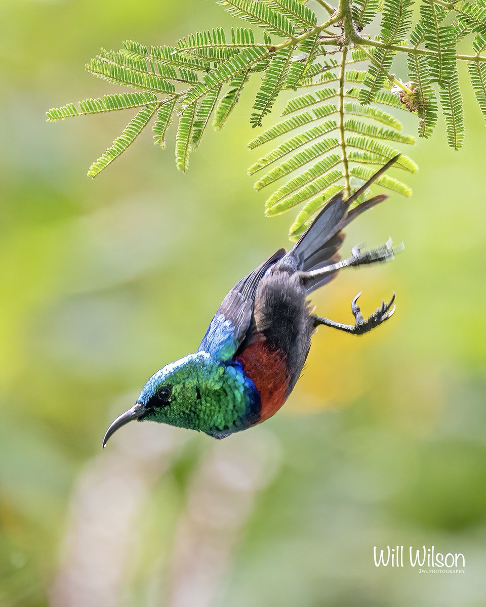 A male Red-chested Sunbird ‘falling’ to his next perch… Photographed <a href="/nyandungupark/">Nyandungu Eco-Park</a> in <a href="/CityofKigali/">City of Kigali</a> #Rwanda #RwOT #BirdsSeenIn2023