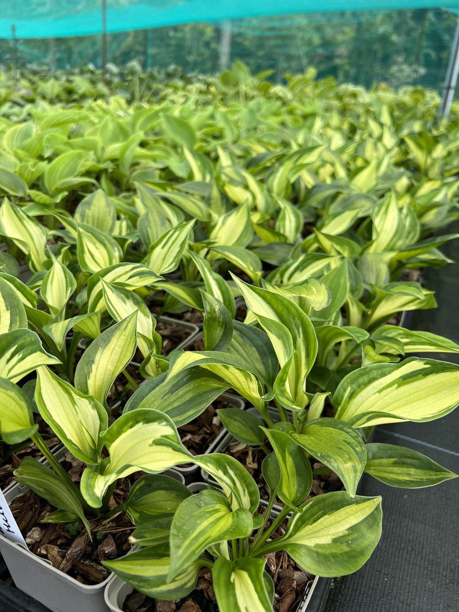 SiennaHosta's tweet photo. More lovely varieties growing on for next season. ‘Skywriter’, ‘Colored Hulk’ and ‘Spring Morning’ #peatfree #hostas #gardening #ukgrowing #uknursery #ukplants https://t.co/HjvbD1p6d1