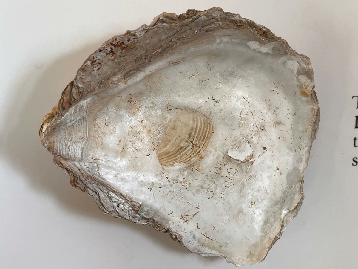 The #oyster shell that started it all! #FindsFriday Reputed to be the first one discovered in 1942, by a farmer digging out a ferret. Contacted local estate agent and antiquarian, A T Morley-Hewitt, who recognised the significance dug a hole...discovered #Rockbourne #RomanVilla!