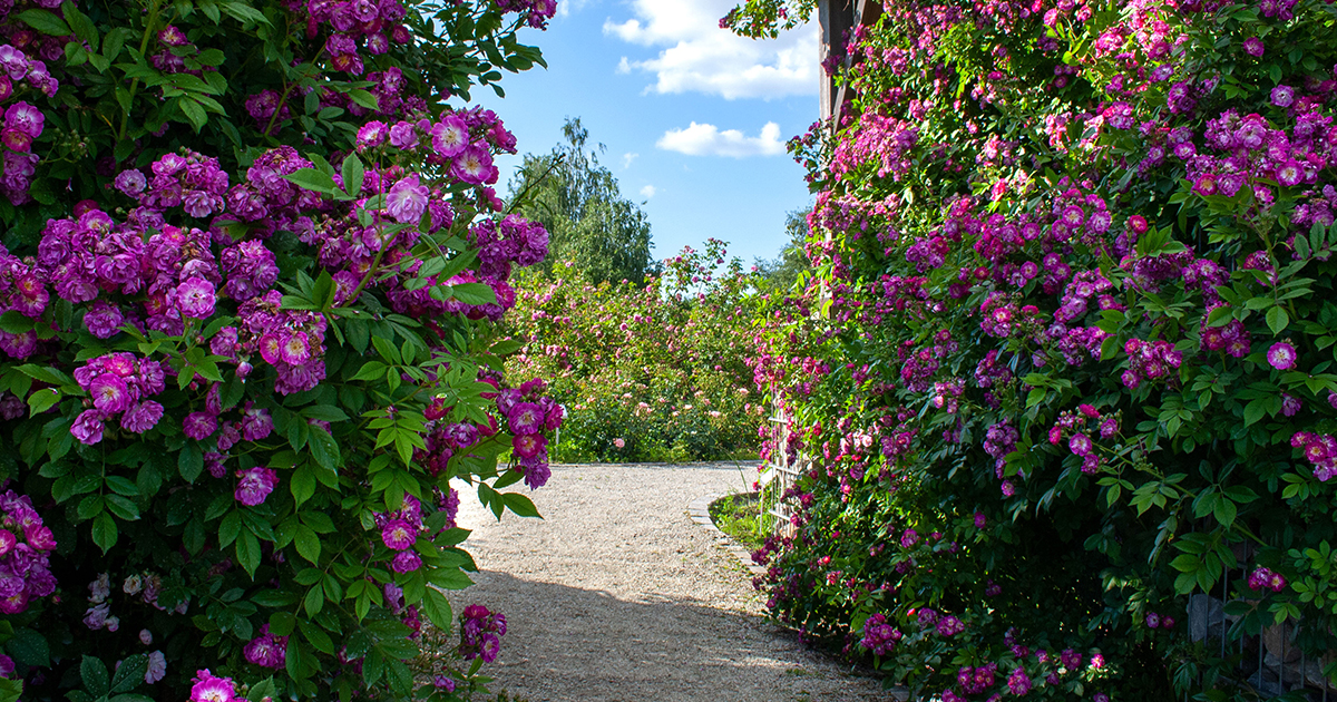 DarlacGardening's tweet photo. If left unattended, rambling roses can become a tangled mess of branches with very few flowers. Now’s the time to prune your ramblers, after their show of flowers and hips, to keep them growing vigorously and flowering well year after year 🌹
#ramblingroses #pruningroses https://t.co/ovPlEdkUh6