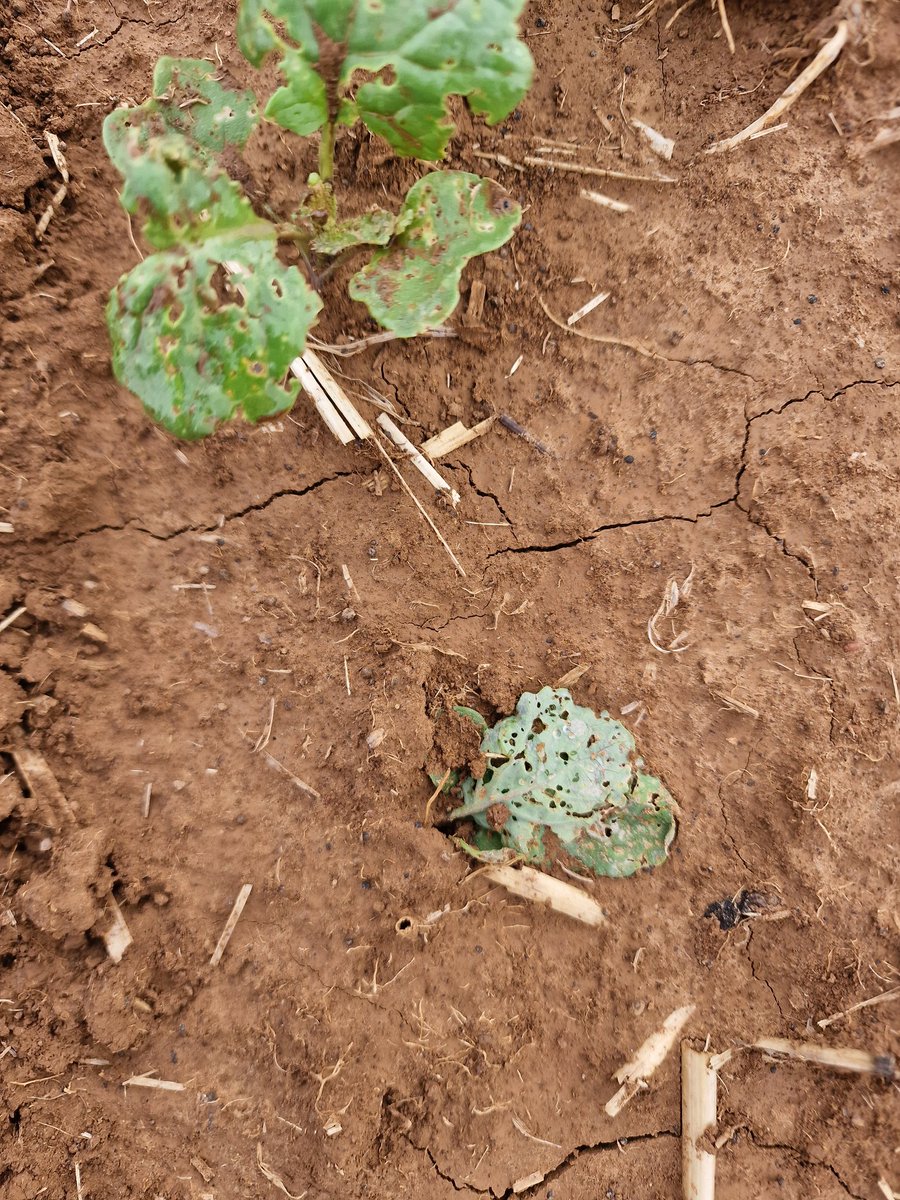 Samuel Merceron tweet media