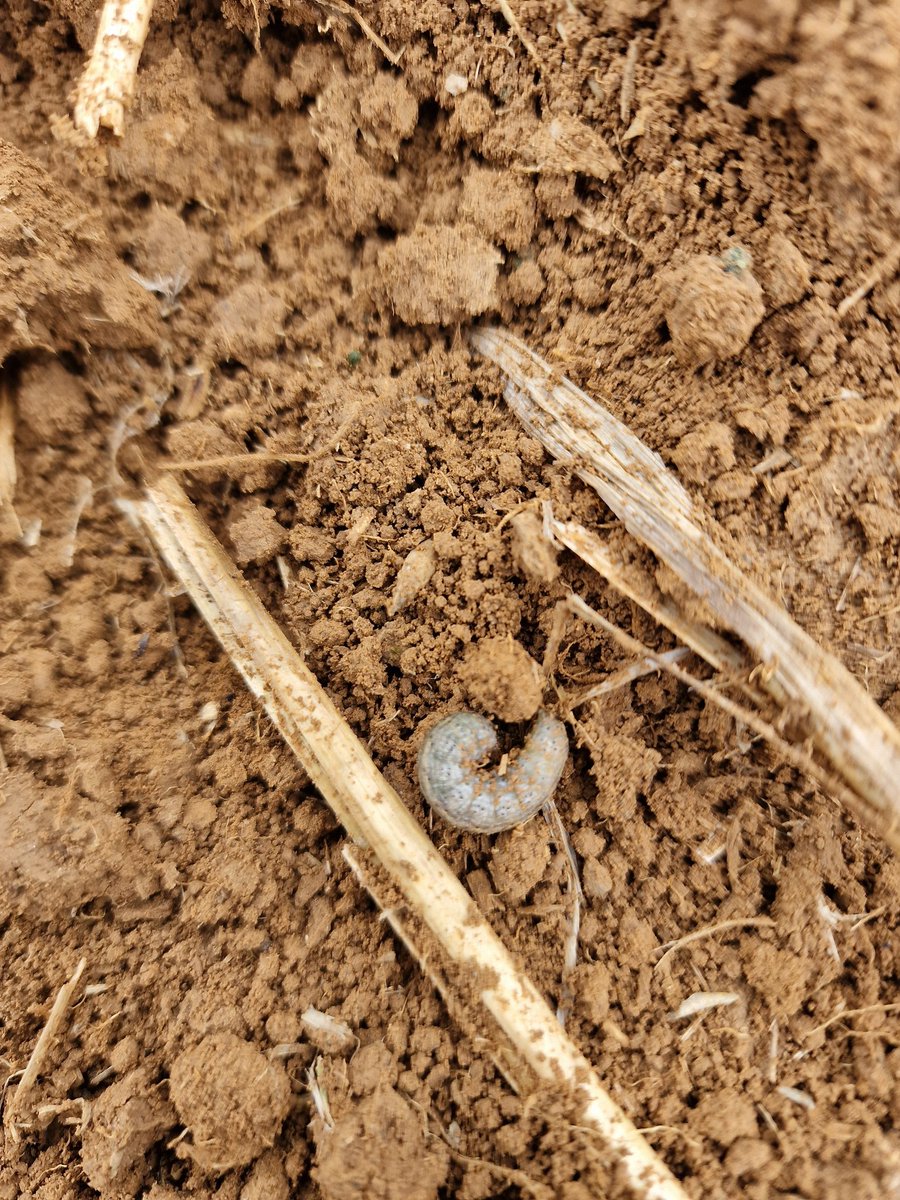 Samuel Merceron tweet media