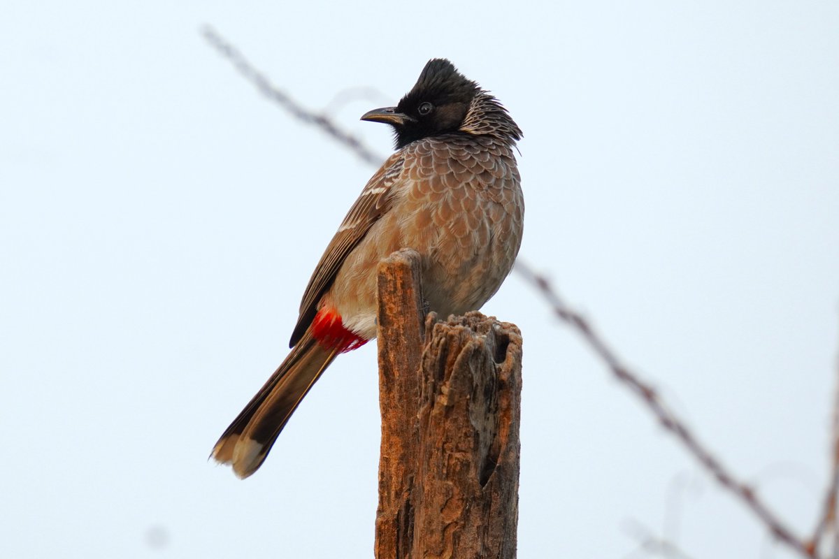 nilsmind's tweet photo. This Indian bird traveled far w mariners as caged pets for their song &amp; fighting birds in markets

Now many jurisdictions exterminate it as a Most Invasive Species 

Love its sharp, perky gaze

Red-vented bulbul, Pycnonotus cafer
Bharatpur
Jan'23

#birdsofindia #indiaves #nature https://t.co/ZHn6GeZqv5