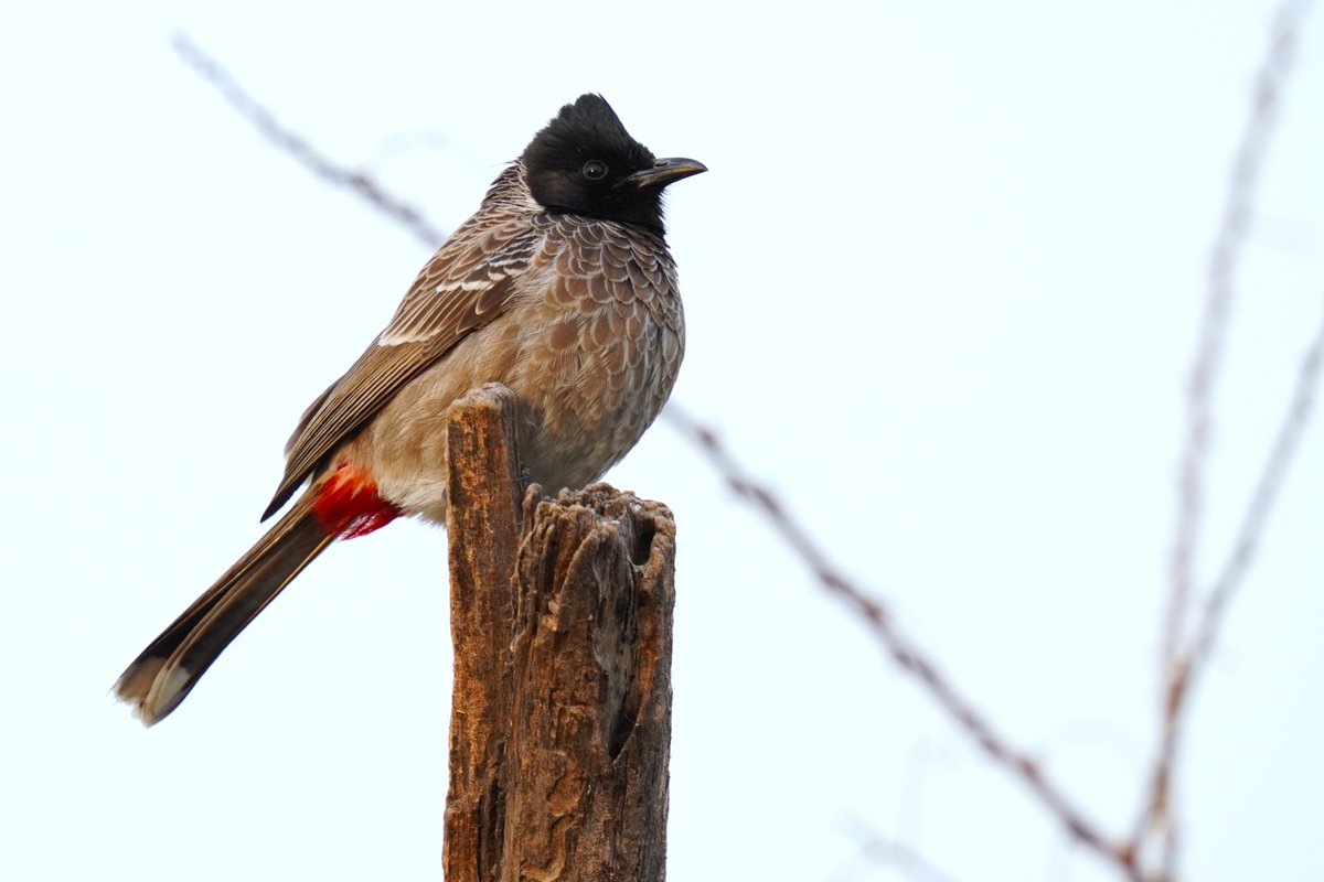 This Indian bird traveled far w mariners as caged pets for their song &amp; fighting birds in markets

Now many jurisdictions exterminate it as a Most Invasive Species 

Love its sharp, perky gaze

Red-vented bulbul, Pycnonotus cafer
Bharatpur
Jan'23

#birdsofindia #indiaves #nature