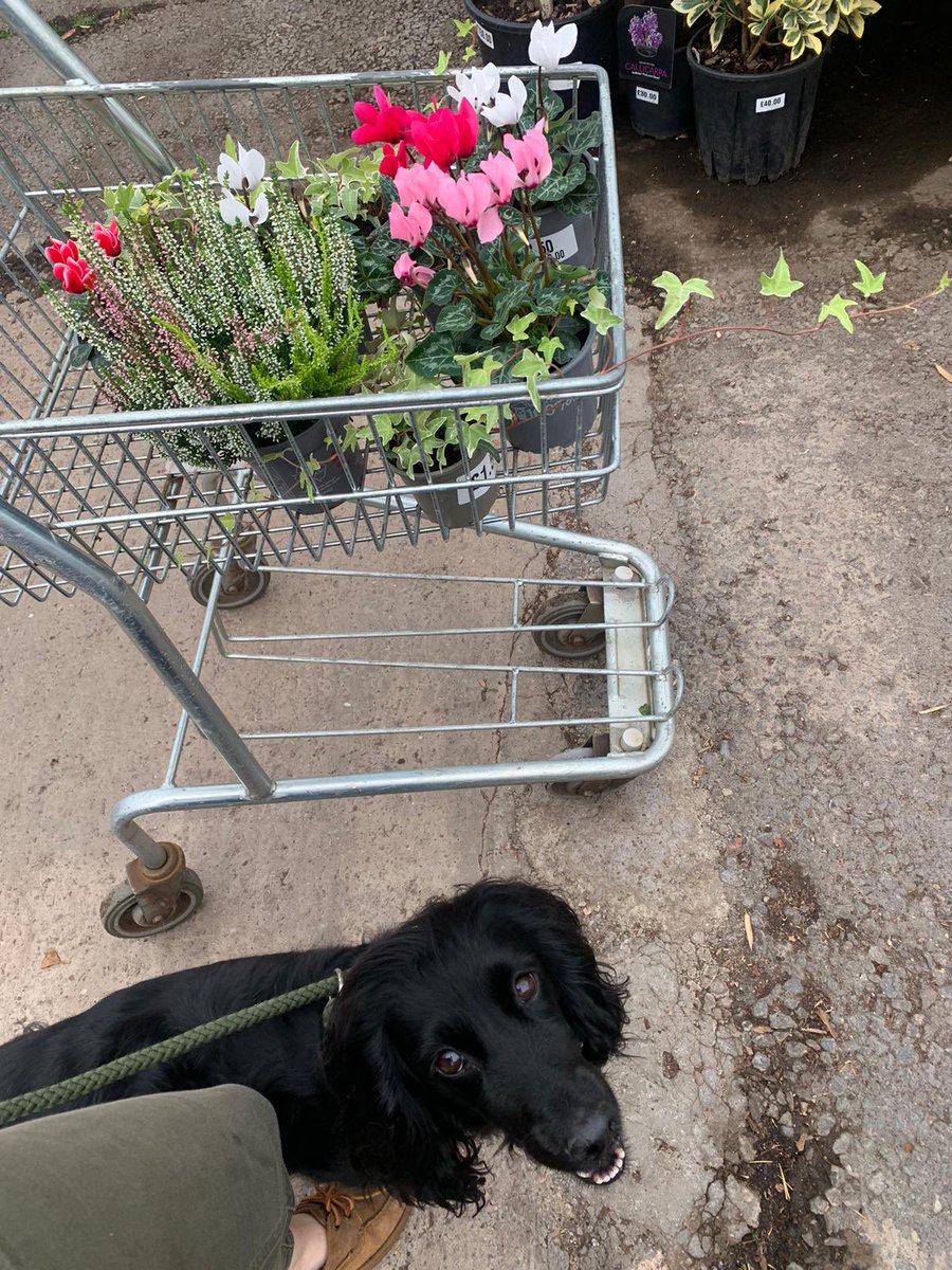 Day 24 garden shopping trip for Ti Chloe #WeActiveChallenge #AHPsActive