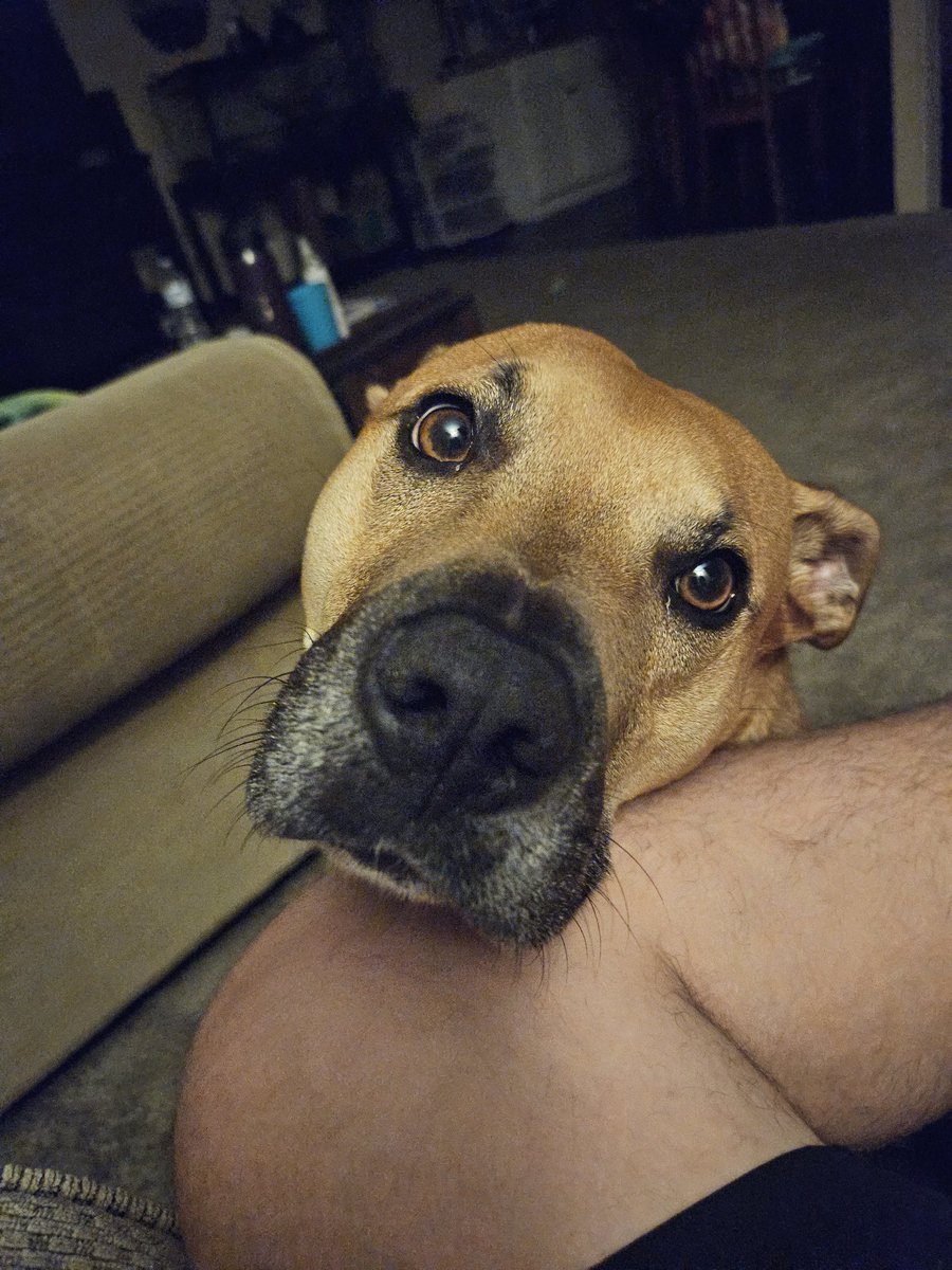 EricBut83's tweet photo. 4am can't https://t.co/v8TyVKcEgP dog"lets fuck some shit up. Black mouth cur are the best breed I've ever owned. Loyal to the end. https://t.co/mrCMI4VuoC