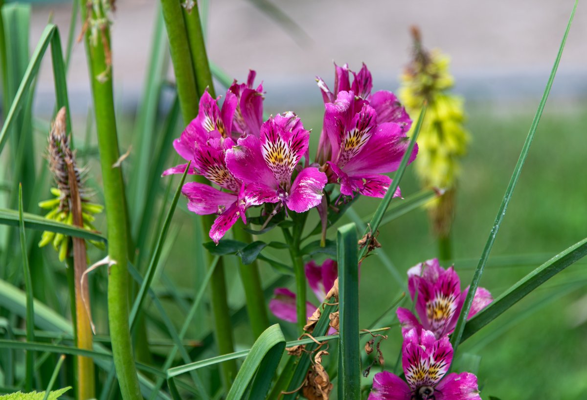 WellensRog's tweet image. Flowers