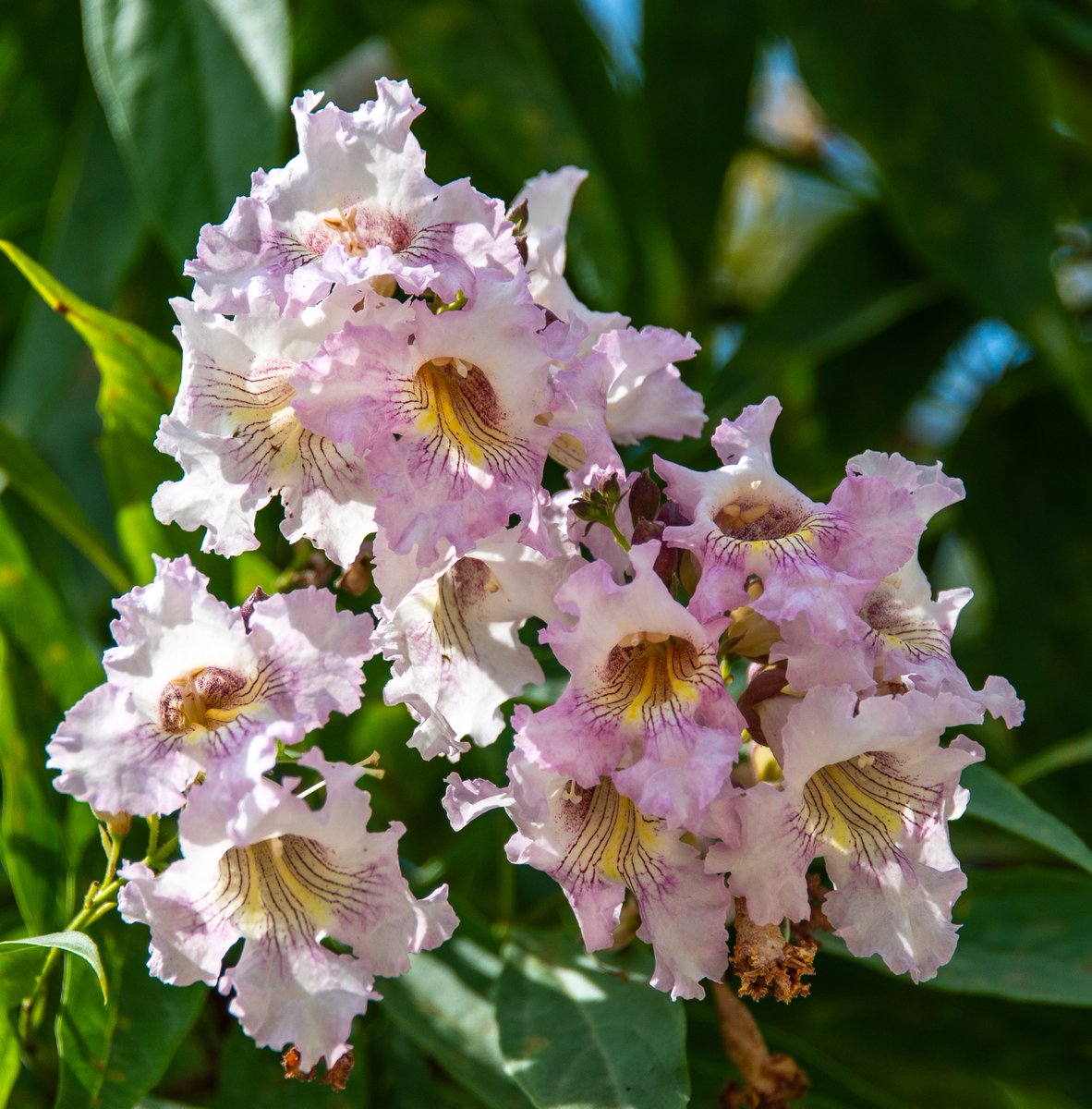 WellensRog's tweet image. Flowers