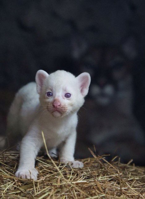 GossipRoomOff's tweet photo. 🚨 Un puma albinos est né dans un zoo du Nicaragua, où il est encore protégé du regard des visiteurs, a annoncé le parc animalier.

"Nous prenons toutes les mesures pour qu’il soit dans le meilleur état de santé possible au côté de sa mère" a indiqué le vétérinaire du zoo. C’est une naissance extrêmement rare ! 🇳🇮🤍 (via 20minutes)